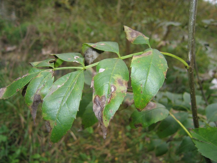 Fraxinus excelsior