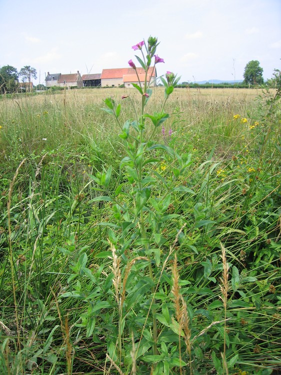 Epilobium hirsutum