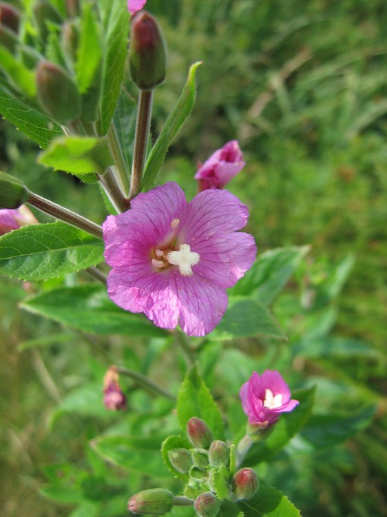 Epilobium hirsutum