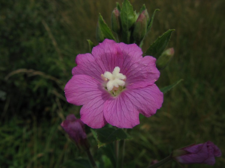 Epilobium hirsutum