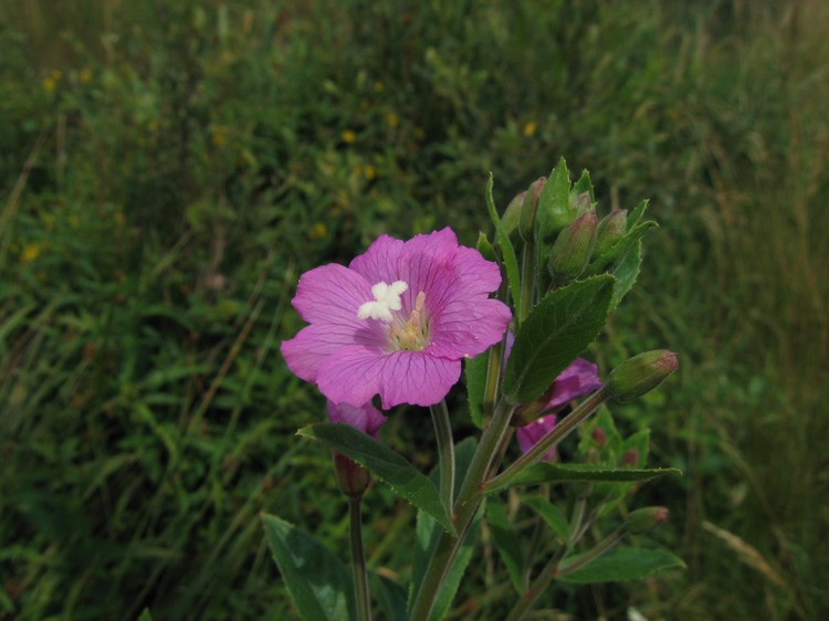 Epilobium hirsutum