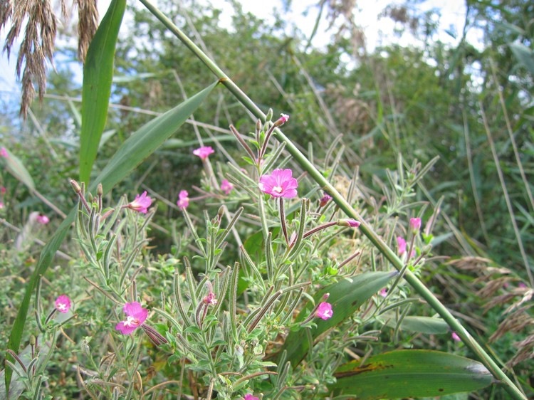 Epilobium hirsutum