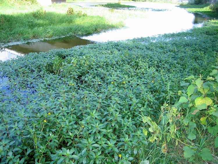Ludwigia grandiflora