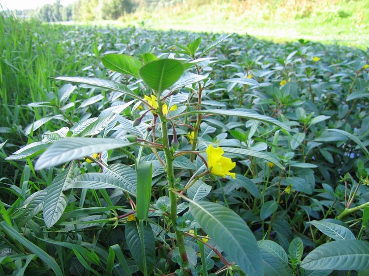 Ludwigia grandiflora