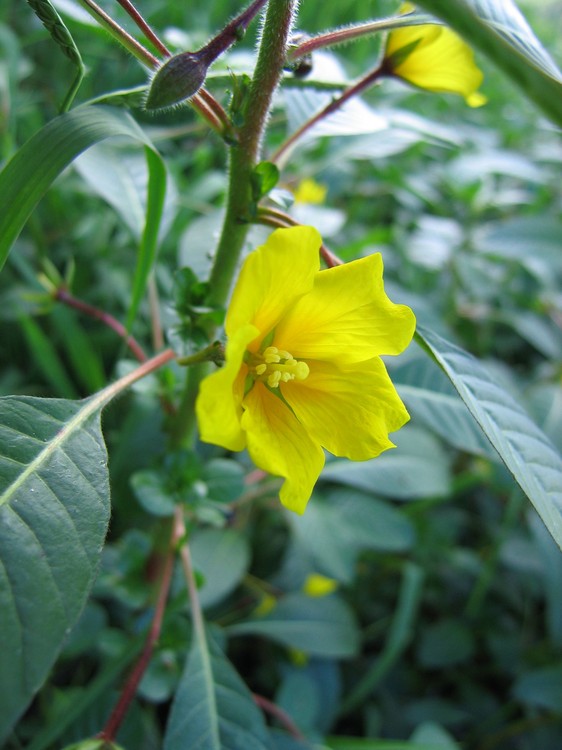 Ludwigia grandiflora