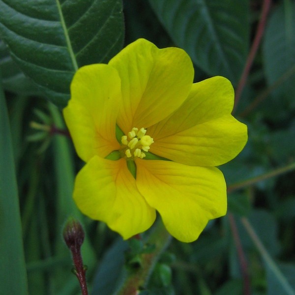 Ludwigia grandiflora