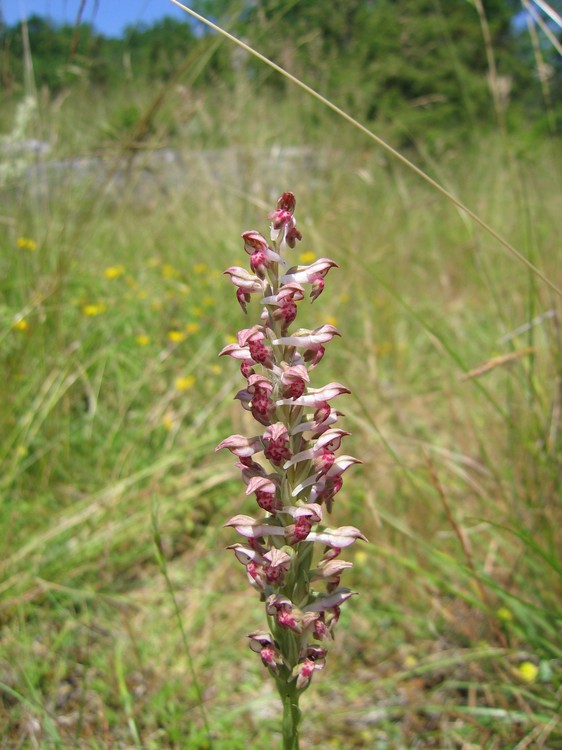 Anacamptis coriophora
