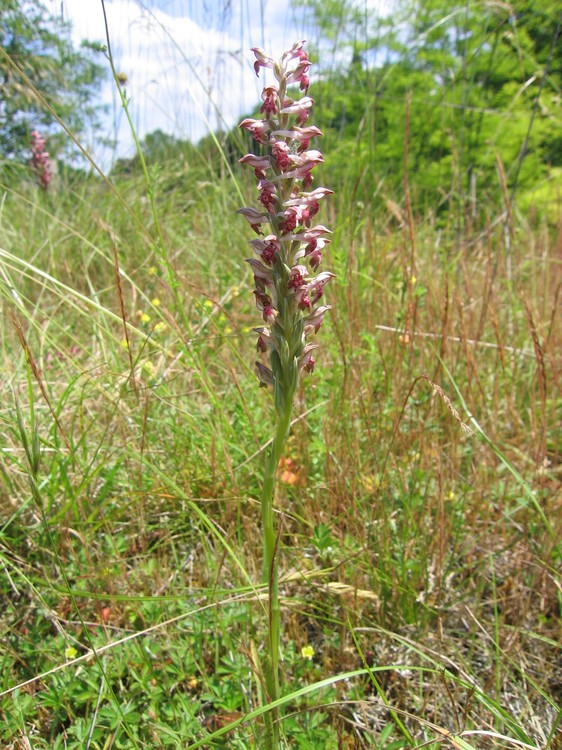 Anacamptis coriophora