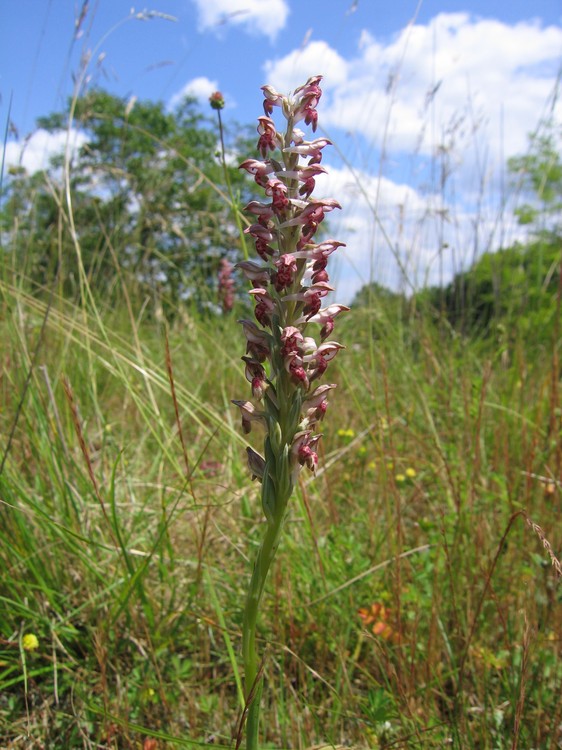 Anacamptis coriophora