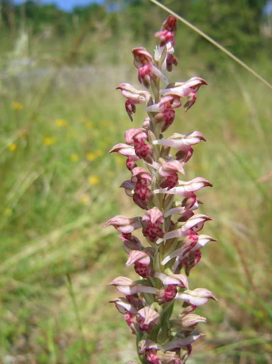 Anacamptis coriophora