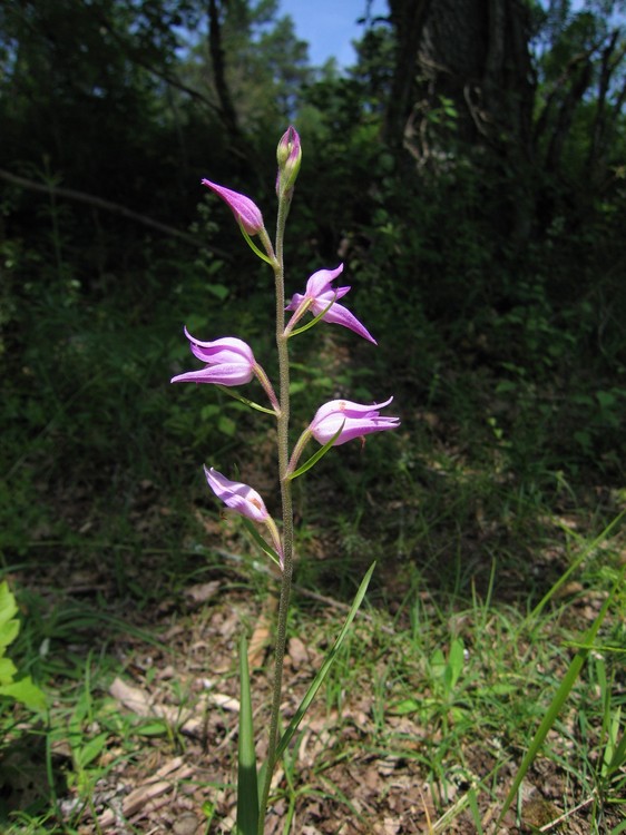 Cephalanthera rubra