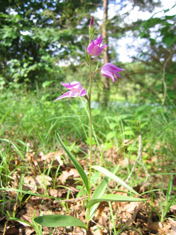 Cephalanthera rubra