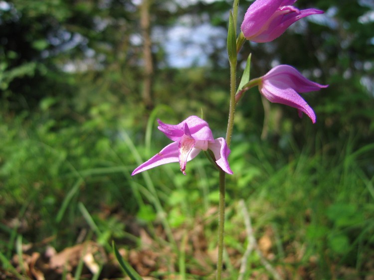 Cephalanthera rubra