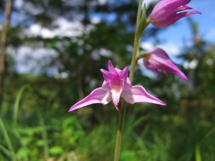 Cephalanthera rubra