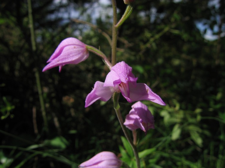 Cephalanthera rubra