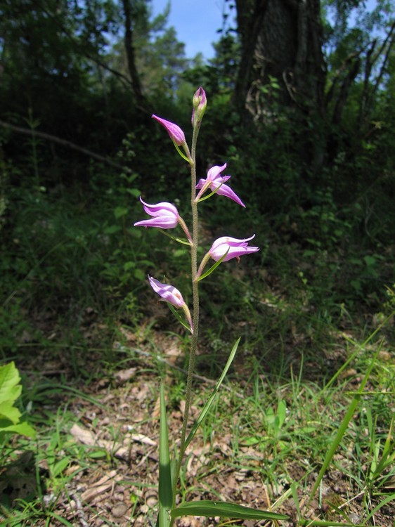 Cephalanthera rubra