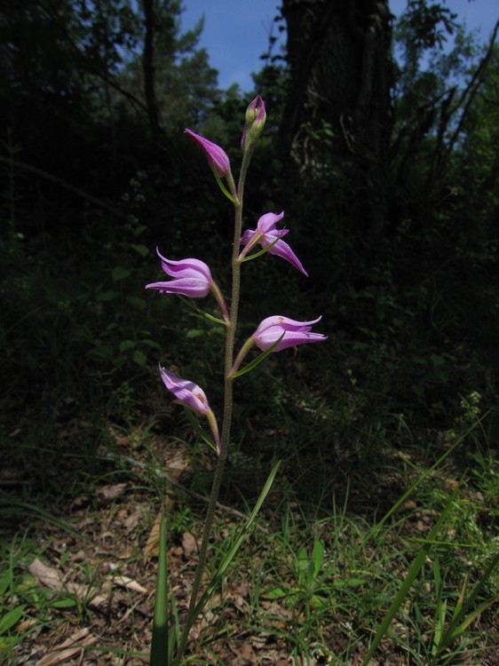 Cephalanthera rubra