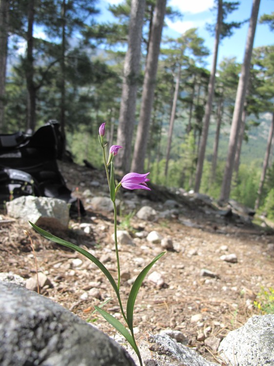 Cephalanthera rubra