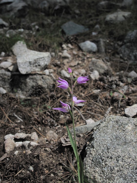 Cephalanthera rubra