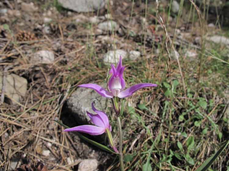 Cephalanthera rubra