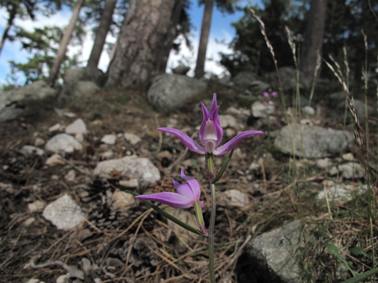 Cephalanthera rubra