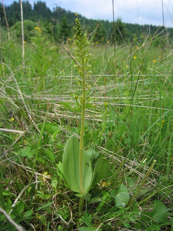 Listera ovata