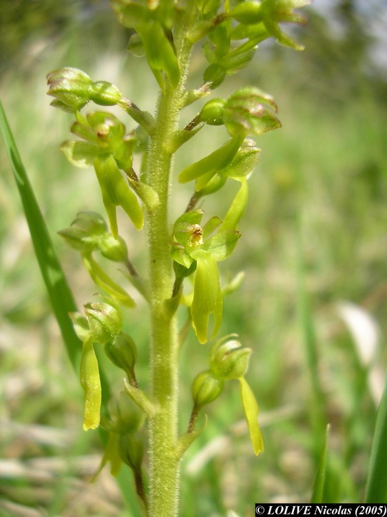 Listera ovata