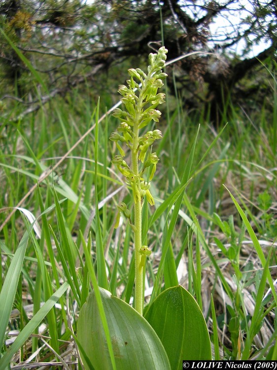 Listera ovata