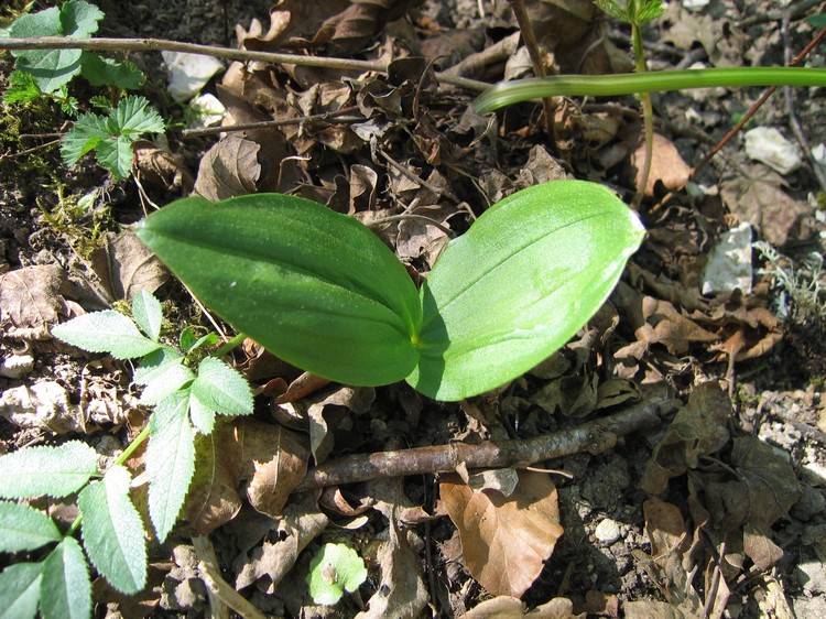 Listera ovata