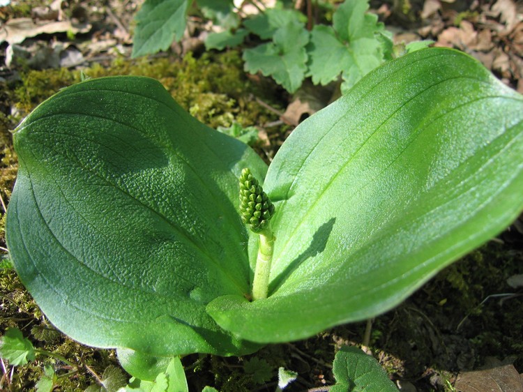 Listera ovata
