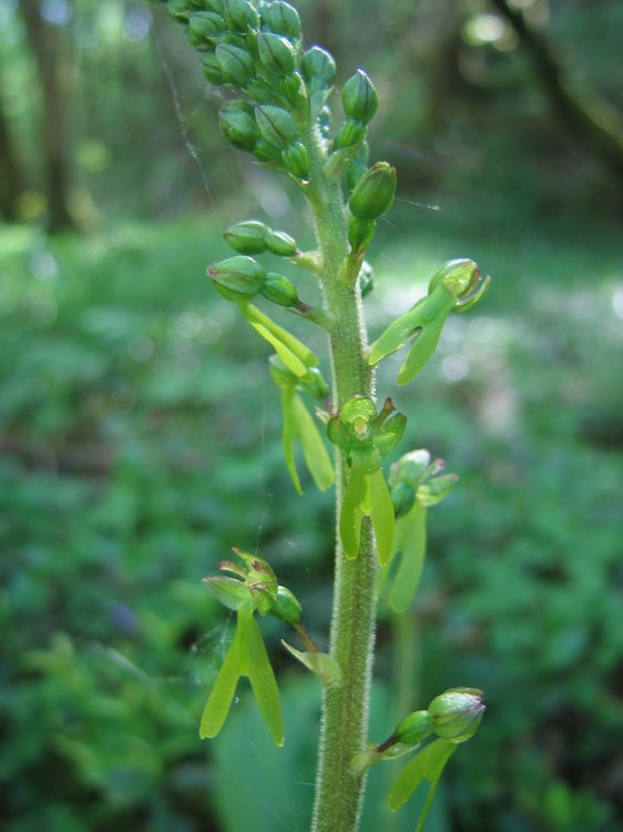 Listera ovata