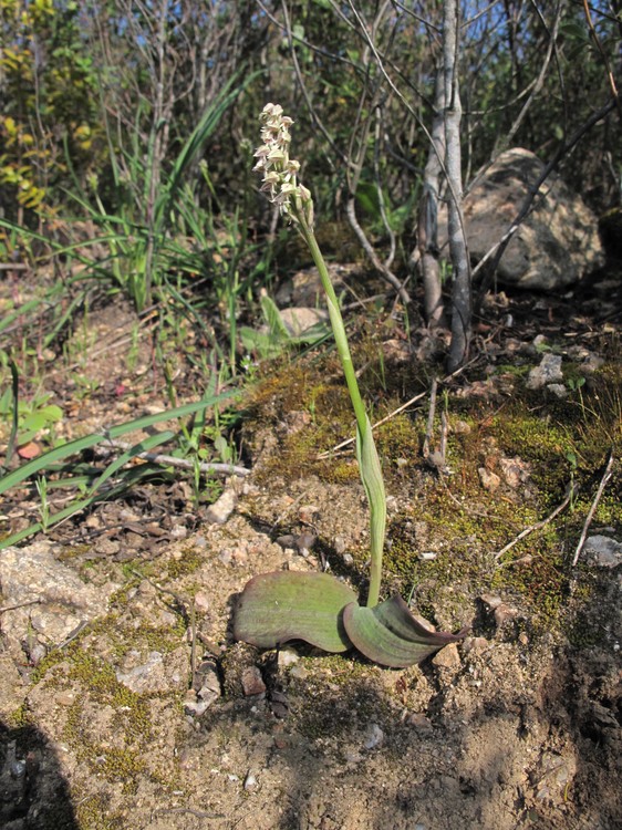 Neotinea maculata