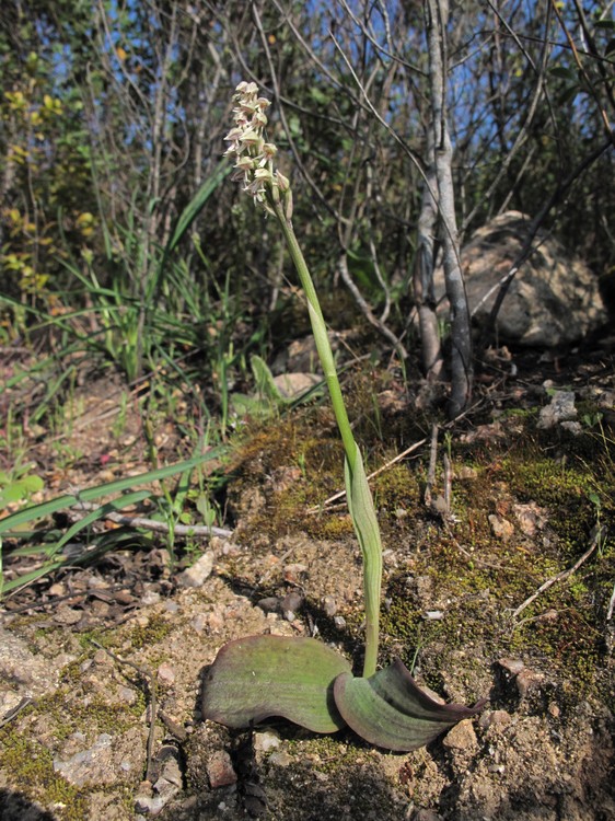 Neotinea maculata