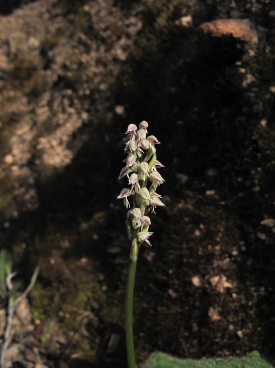 Neotinea maculata