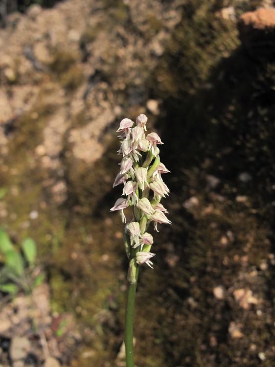 Neotinea maculata