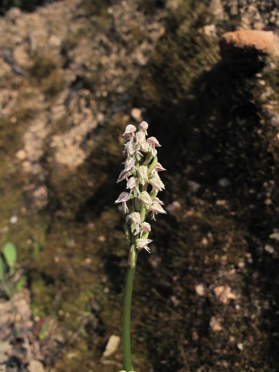 Neotinea maculata