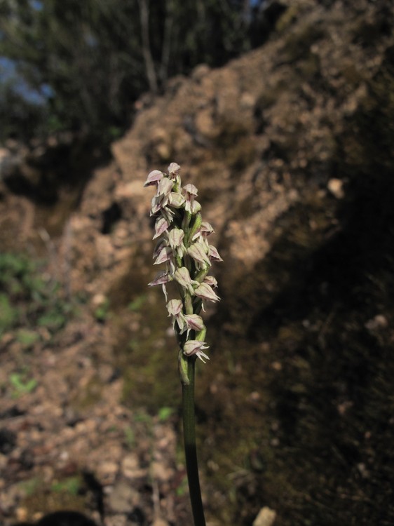 Neotinea maculata