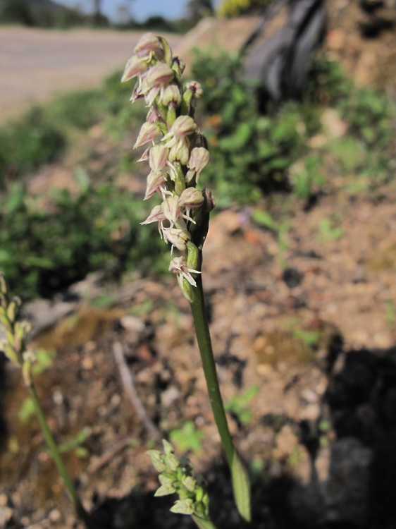 Neotinea maculata