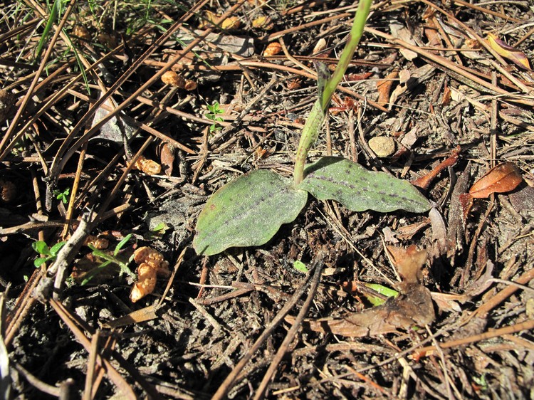 Neotinea maculata