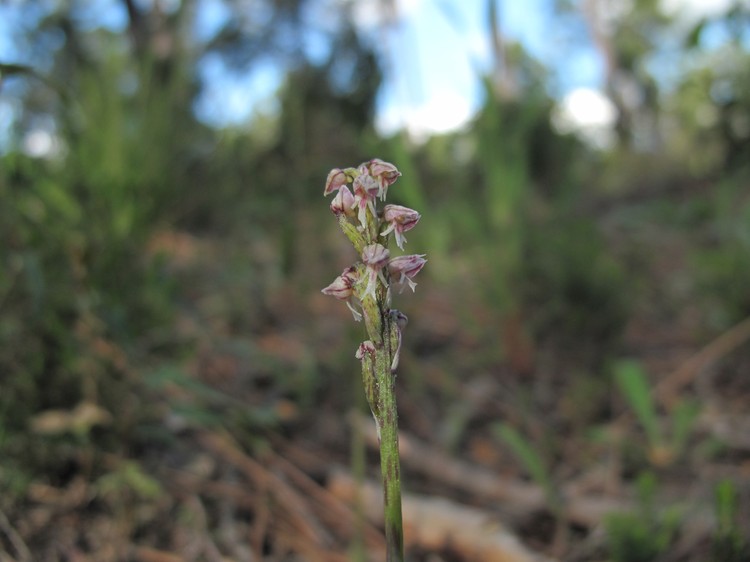 Neotinea maculata
