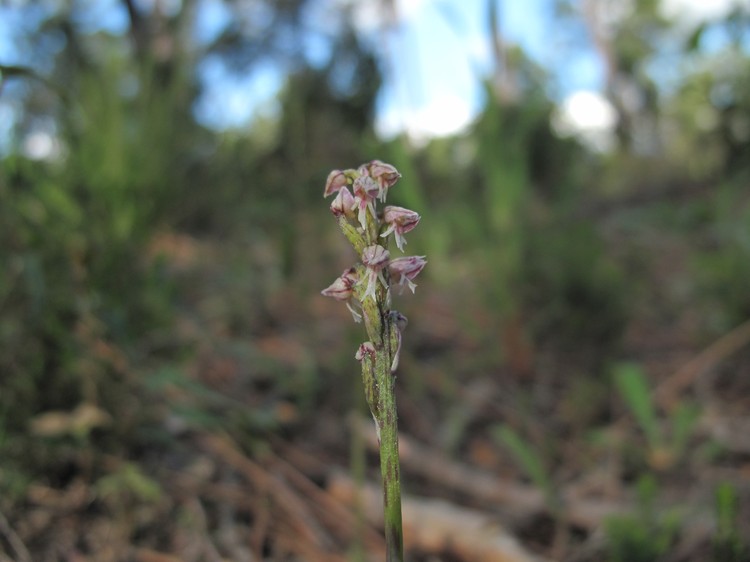 Neotinea maculata