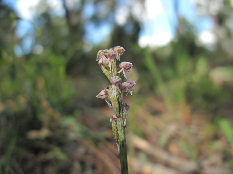 Neotinea maculata