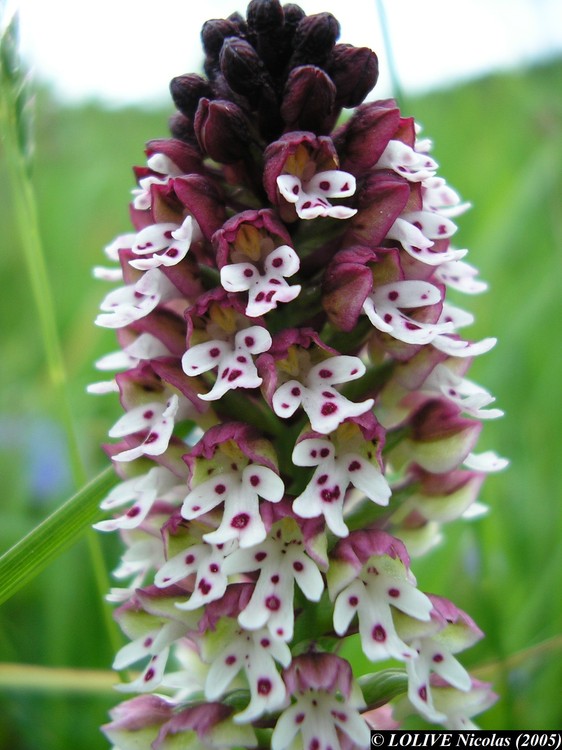 Neotinea ustulata