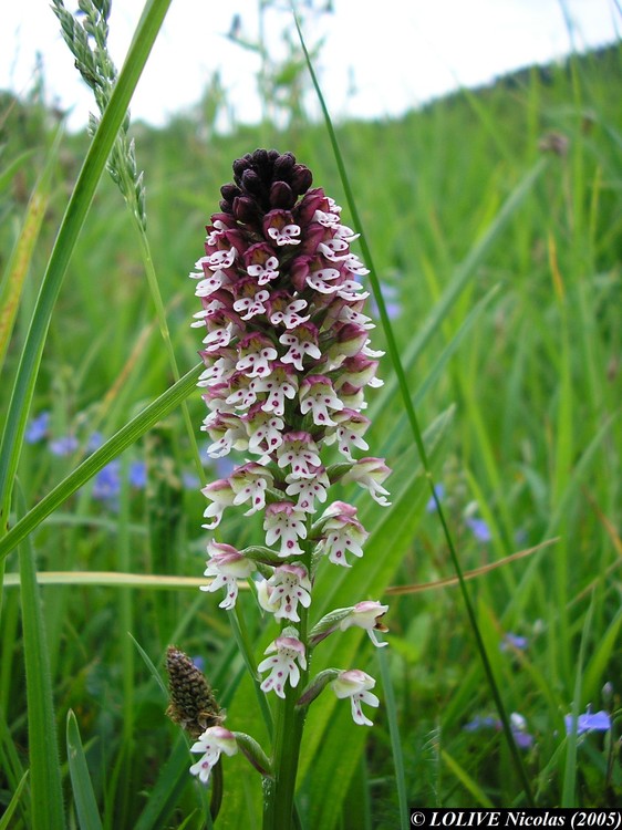 Neotinea ustulata