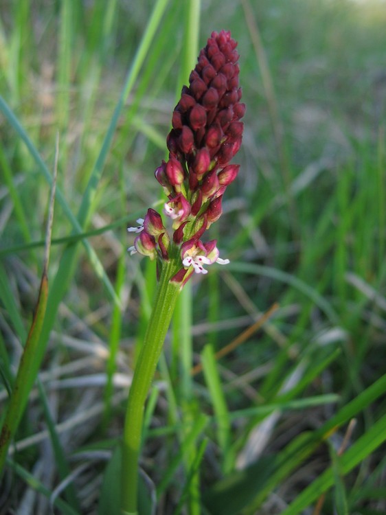 Neotinea ustulata