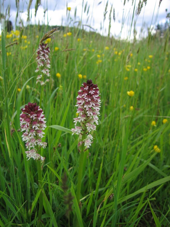 Neotinea ustulata