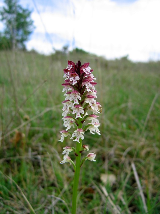 Neotinea ustulata