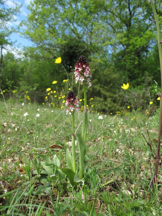 Neotinea ustulata