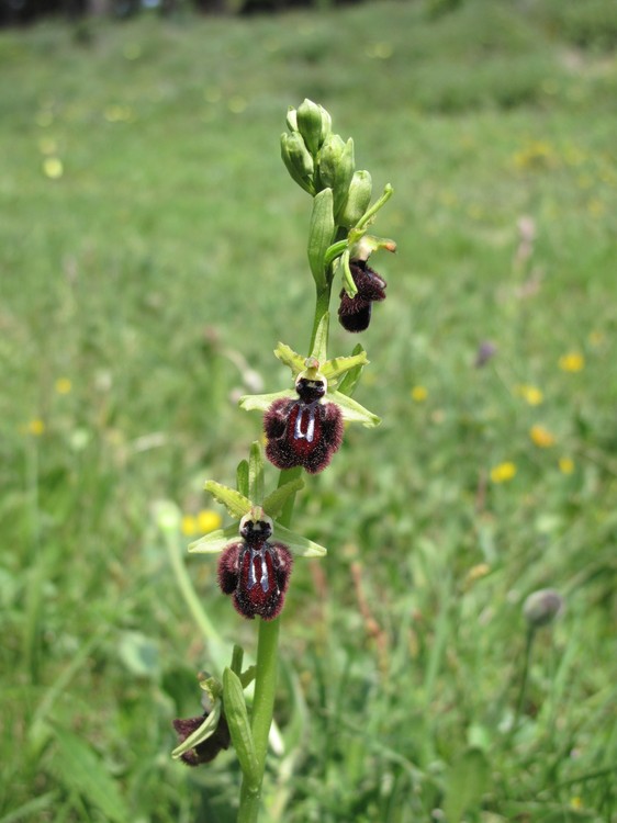 Ophrys incubacea