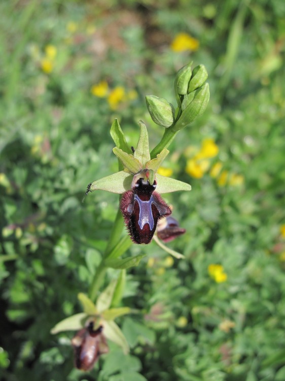 Ophrys incubacea